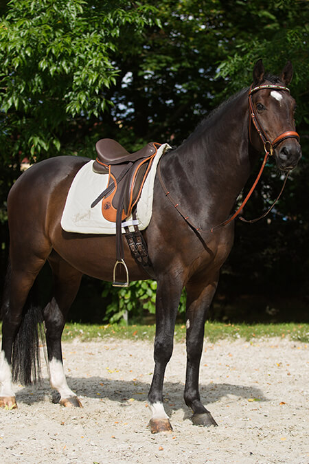 Hennig Bespoke Dressage